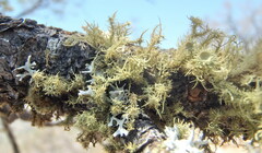 Usnea cirrosa
