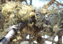 Usnea cirrosa