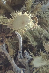 Usnea cirrosa