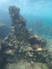 Palythoa tuberculosa