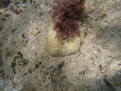 Palythoa tuberculosa