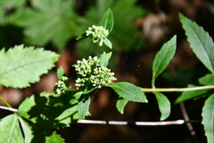 Hylotelephium viviparum