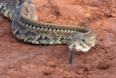 Crotalus durissus