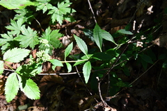 Hylotelephium viviparum