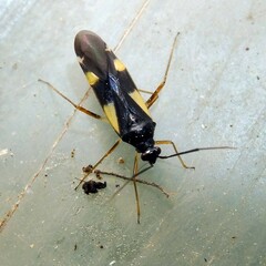 Dryophilocoris flavoquadrimaculatus