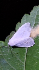 Spilarctia subcarnea