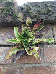 Asplenium scolopendrium scolopendrium
