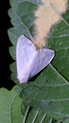 Spilarctia subcarnea