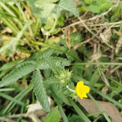 Potentilla discolor