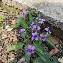 Viola philippica