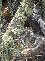 Usnea cirrosa