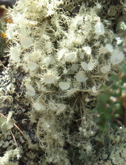Usnea cirrosa