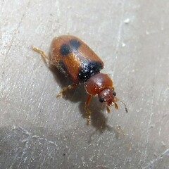 Coccidula scutellata