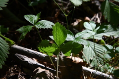 Fragaria orientalis