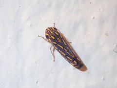 Apogonalia stalii