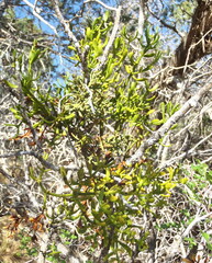 Phoradendron macrophyllum