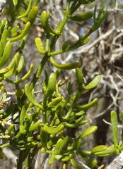 Phoradendron macrophyllum