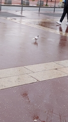 Columba livia domestica