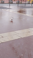 Columba livia domestica