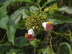 Costus lucanusianus