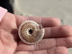 Architectonica nobilis