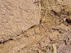 Acanthodactylus boskianus