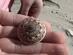 Architectonica nobilis