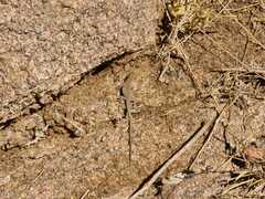 Acanthodactylus boskianus