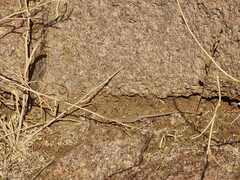 Acanthodactylus boskianus