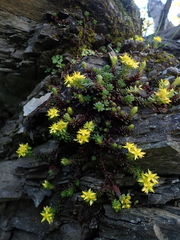 Sedum morrisonense