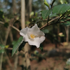Camellia fraterna