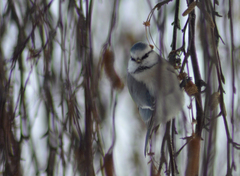 Cyanistes caeruleus × cyanus