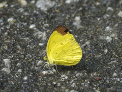 Eurema sari