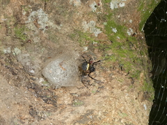 Nephilingis cruentata