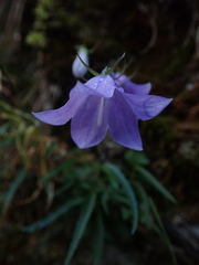 Adenophora morrisonensis