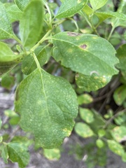 Lantana involucrata