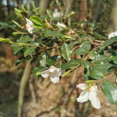 Camellia fraterna