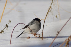 Pyrrhula pyrrhula cineracea