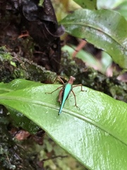 Scaria