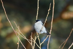 Pyrrhula pyrrhula cineracea