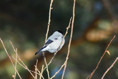 Pyrrhula pyrrhula cineracea