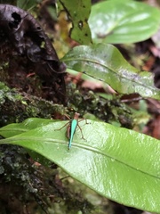 Scaria