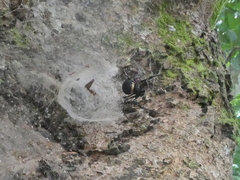 Nephilingis cruentata