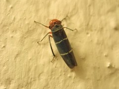 Amblyscarta ruficeps