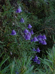 Adenophora morrisonensis