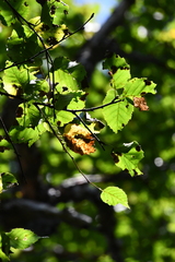 Betula dauurica