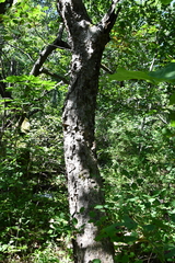 Betula dauurica