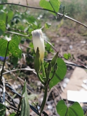Ipomoea tricolor