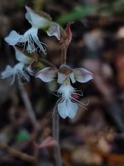 Anoectochilus elatus