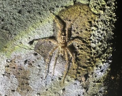 Pandercetes gracilis